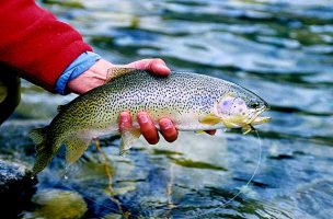 Hooking Dry-Fly Trout