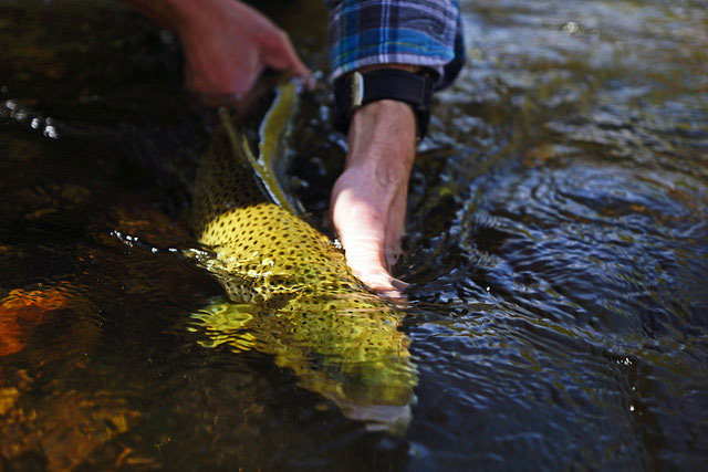 Fly Fishing for Trout