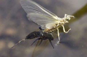 Why an Emerger Is Almost Always a Better Bet Than an Adult