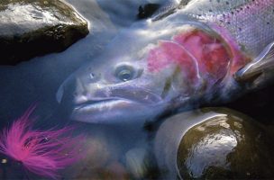 What Makes a Steelhead Fly?