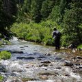 How to Land and Release Fish When Fly Fishing Alone