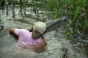 Giant Jungle Tarpon of Costa Rica