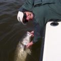 Have Chesapeake Bay Striped Bass Stocks Reached a Tipping Point?