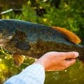 Top-Water Retrieves for Smallies