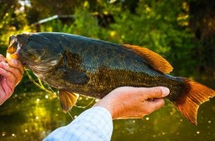 Top-Water Retrieves for Smallies