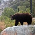 Tippets: Bear Minded in the Backcountry, Make Fewer False Casts
