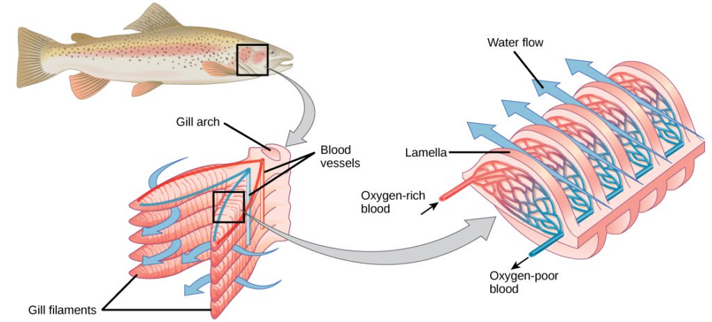 How Fish Gills Work MidCurrent