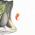 Smaller and Quieter Can Be Better, Part III: Largemouth Bass