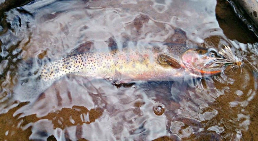 Utah's Successful Cutthroat Restoration | MidCurrent