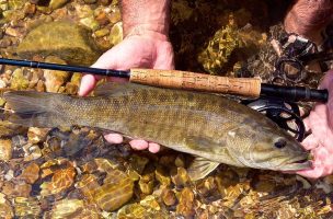 Bigs, Smalls, Spots: Fly Fishing for Three Kinds of Bass