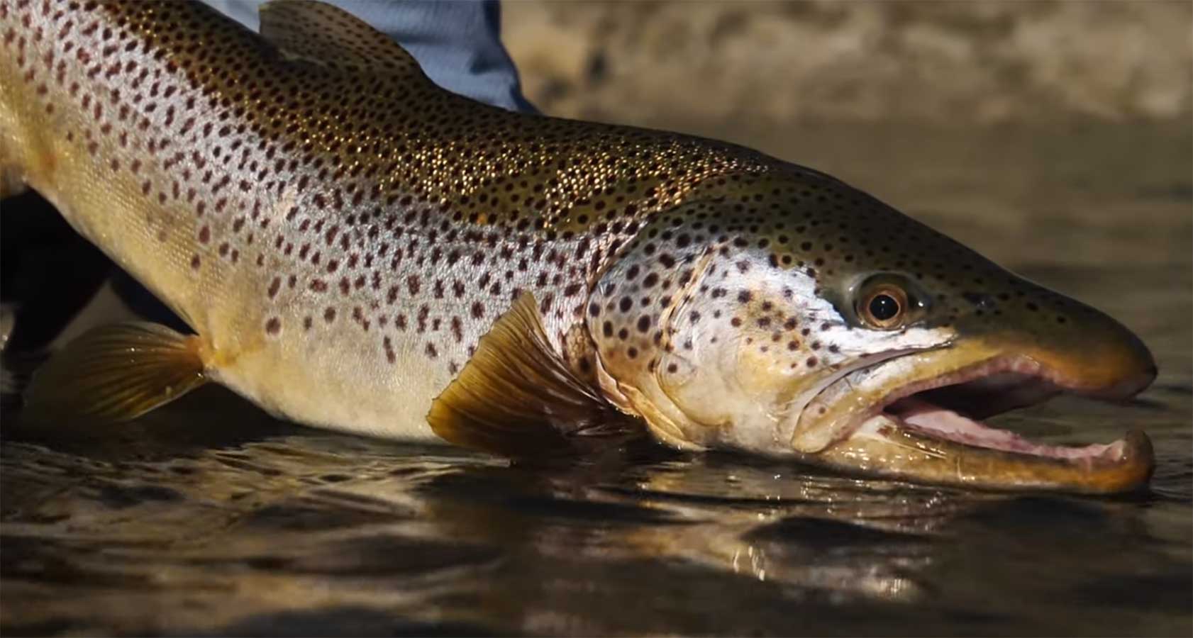 How to Predict a Stonefly Hatch | MidCurrent