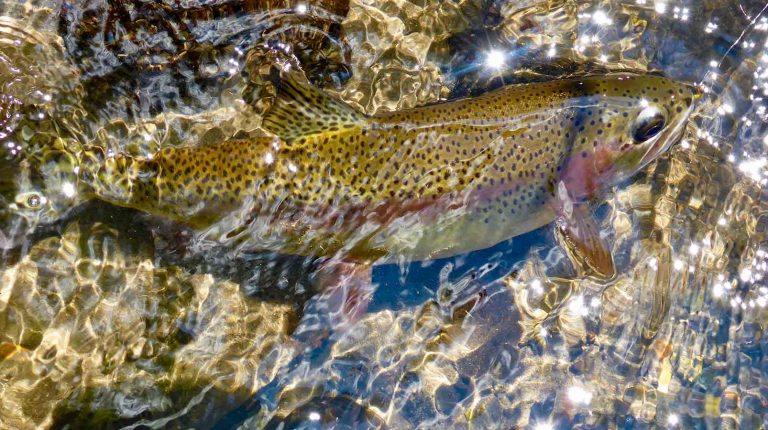 Making Do with the Wrong Fly Rod | MidCurrent