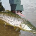 Solving the Riddle of the Brown Trout