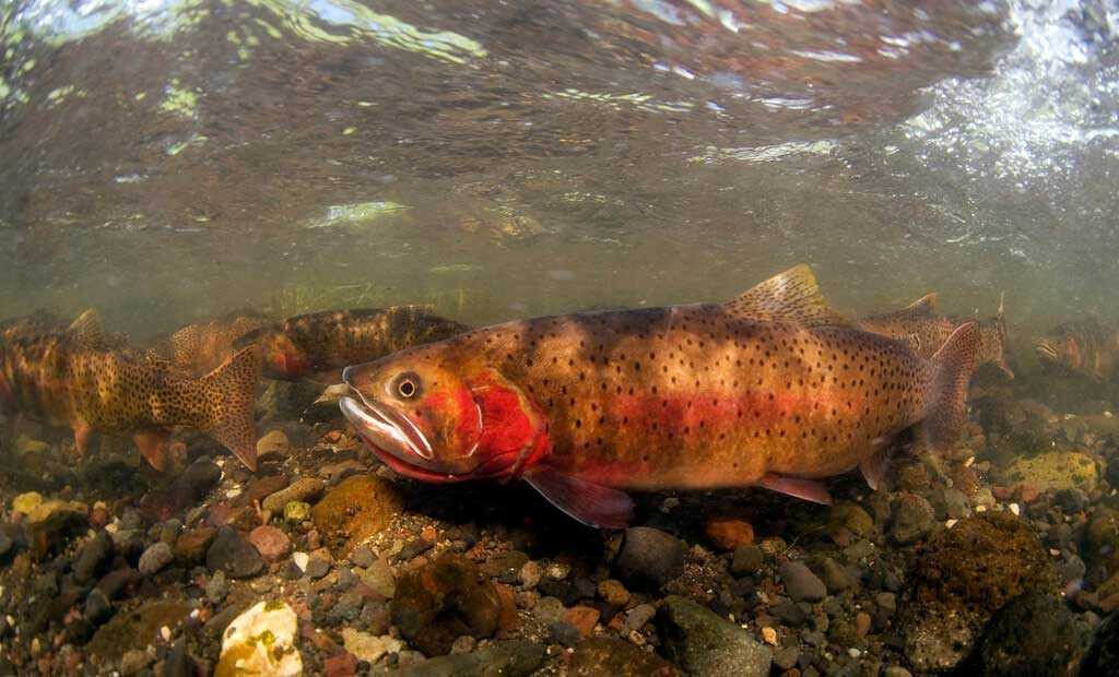 Spawning Cutthroat Trout