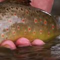 Colorado Small Stream Fly Fishing *TRAILER* by Todd Moen