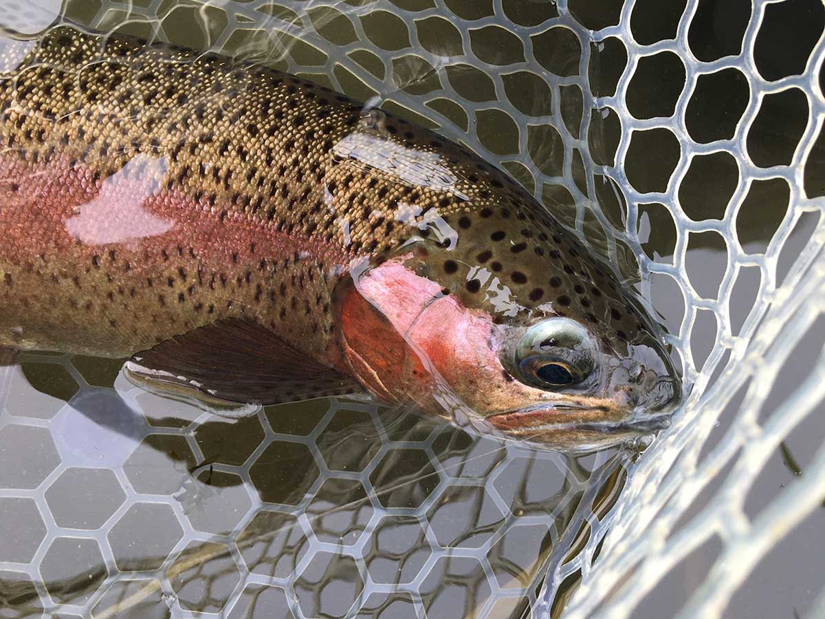 Fly Fishing for Rainbow Trout