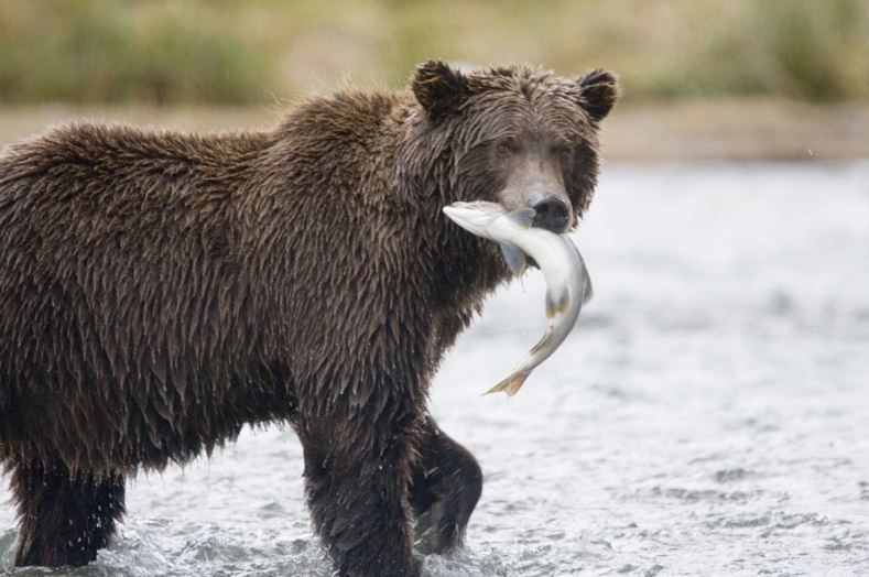 grizzly bear and salmon