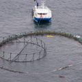 Farmed Salmon Escape Into B.C. Waters