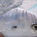 "Silver Surfing:" Fly Fishing for Pompano