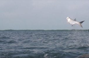 Belize Buffet: Tarpon and Permit Fly Fishing