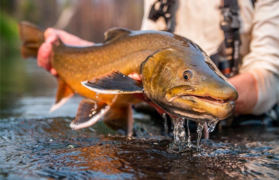 Bull Trout Buffet | MidCurrent