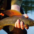 Grayling Public Comment in Montana Now Open