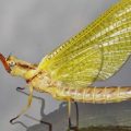Hex Mayfly Hatches Decreasing by 84 Percent