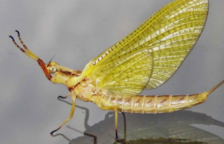 Hex Mayfly Hatches Decreasing by 84 Percent | MidCurrent