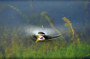 Fly Fishing Montana: Story Lake