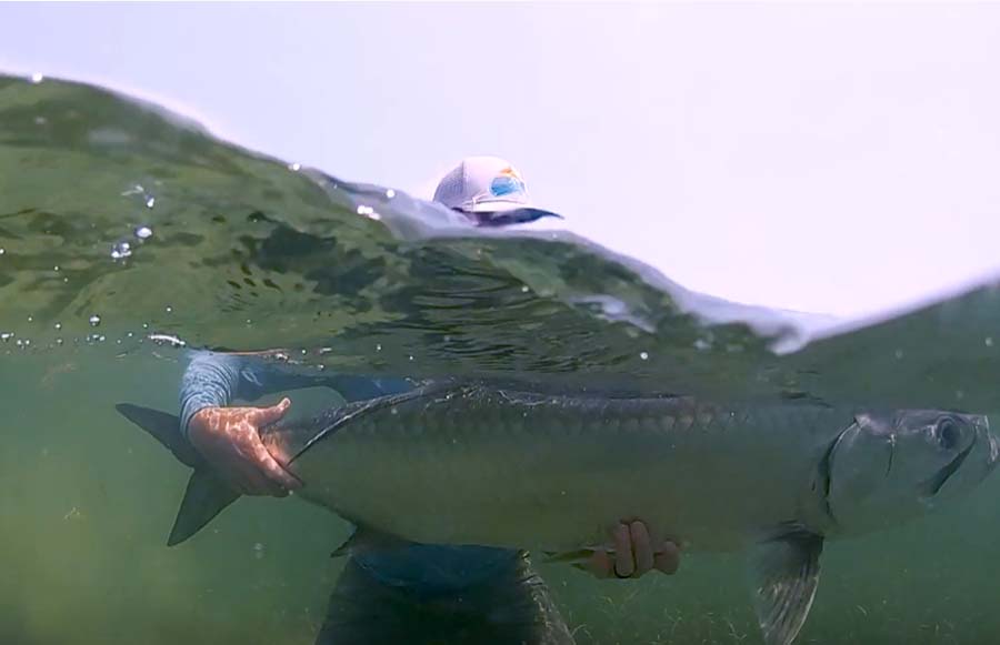 tarpon