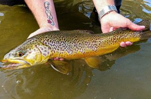 The Tiger Trout Takeover