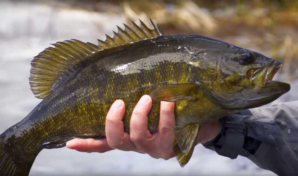 Fly Fishing for Bass