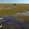 "Earth Day 2020: Hope for the Everglades"