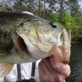 Topwater Fly Fishing for Bass