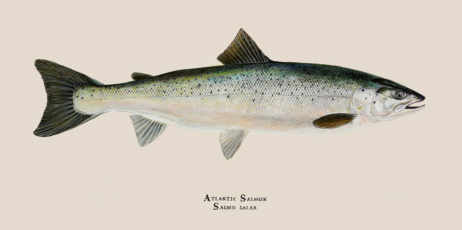 Atlantic salmon endangered