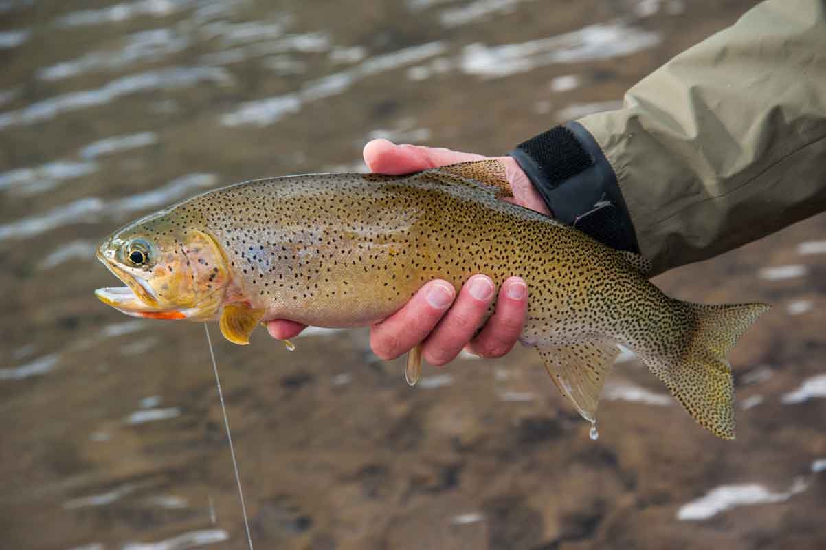 Seven New Fly Fishing Tips