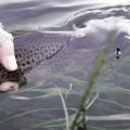 Summer 2020: It's All About Trout (Norway)