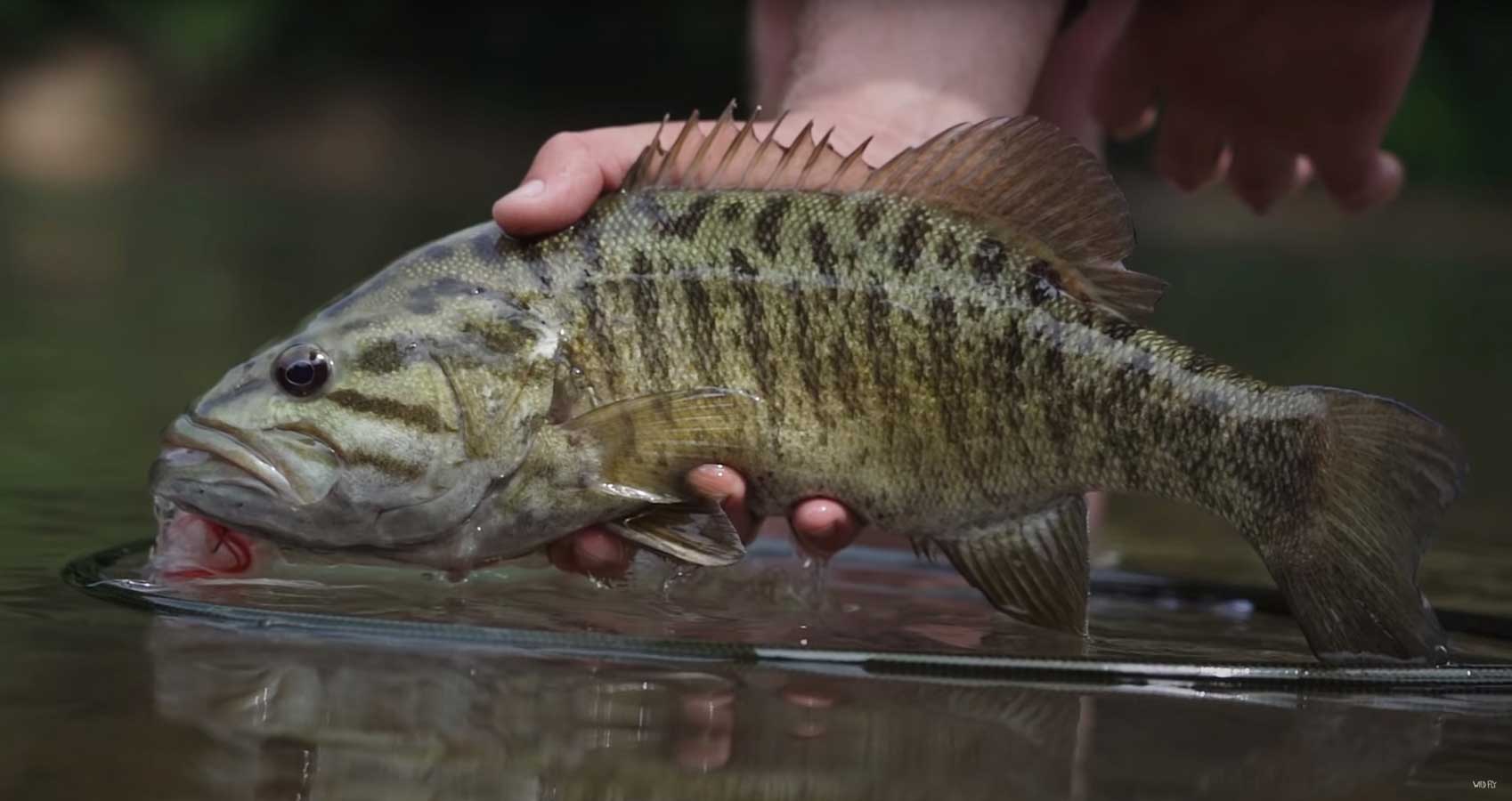 Fly Fishing for Smallmouth