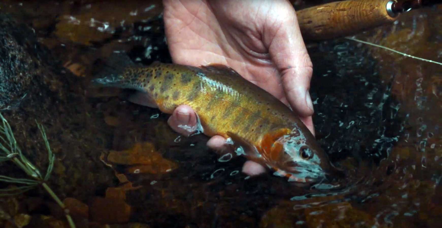 Rio Grande Cutthroat Fly Fishing