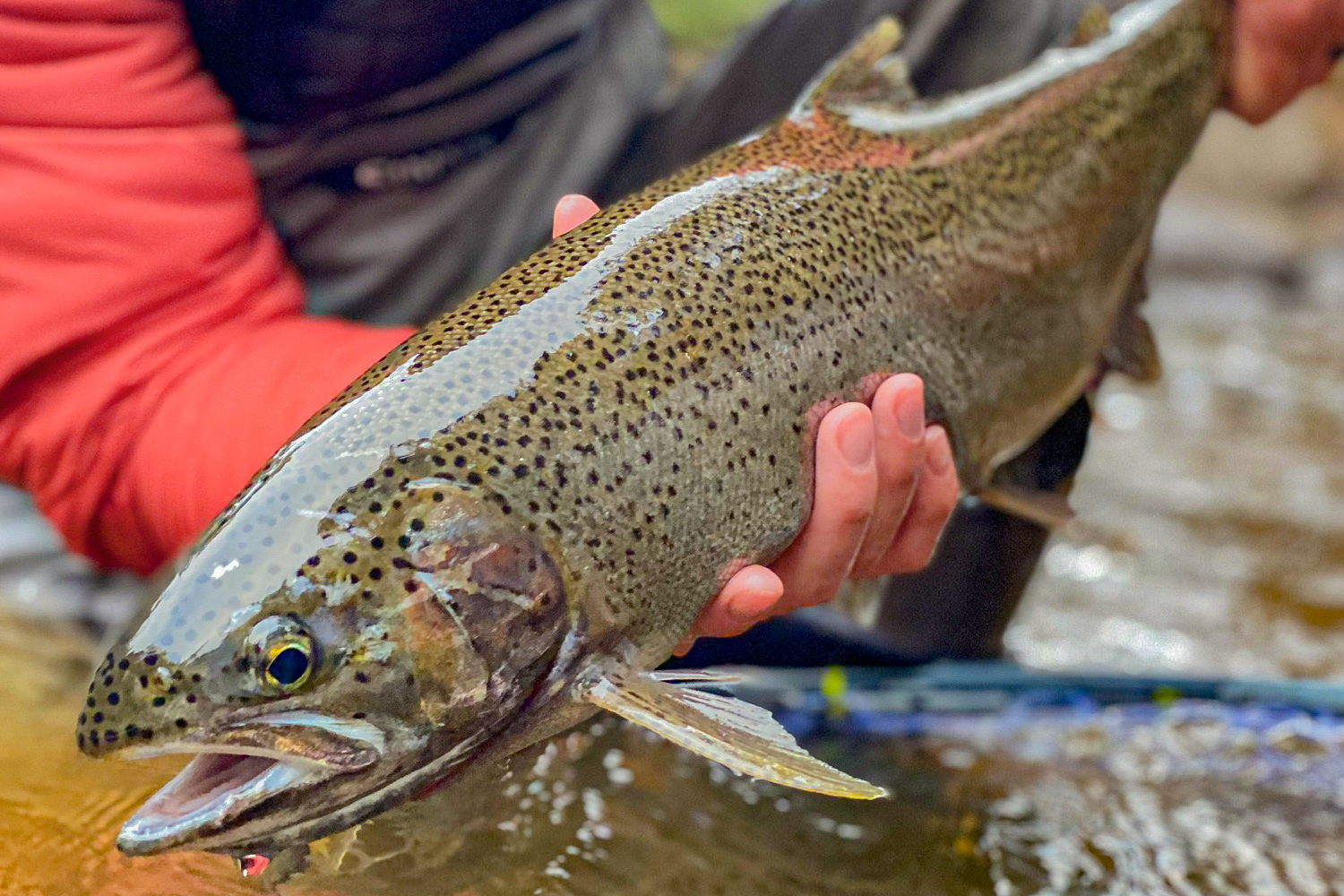 Summer Steelhead Fly Tying