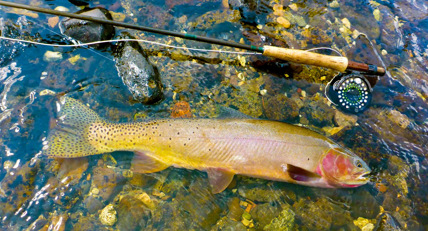 Fly Fishing Yellowstone