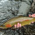 Strategies for Fooling Suspended Trout