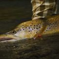 "Fly Fishing Brown Trout in Small Streams at Maruia, Part 1"