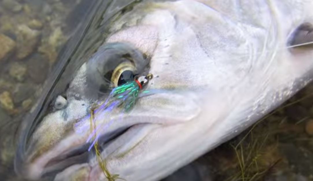 fish planet california unique steelhead