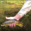 Fly Fishing the Driftless Region for Wild Brown Trout
