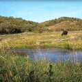 "Dry Fly Fishing the Driftless (Day 4)"