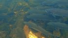 Underwater Video of Trout and Salmon