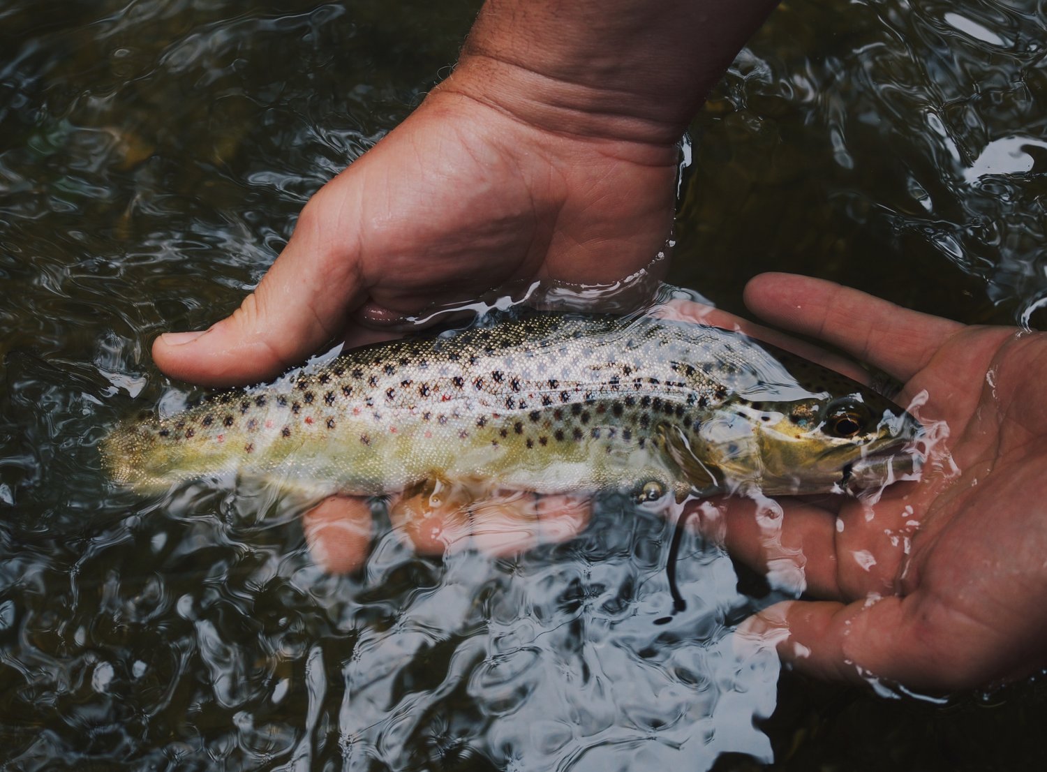 brown trout