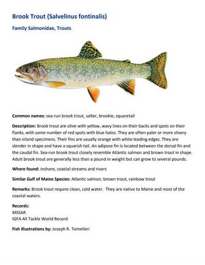 Sea Run Brook Trout