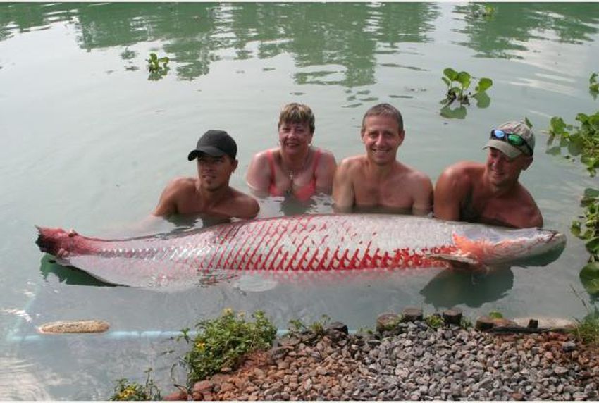 Jeremy catches an Arapima in the # and its not a small #fish 🐟 , Jeremy Wade